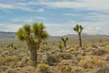 JOSHUA TREES