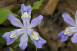 DWARF_CRESTED_IRIS