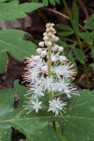 FOAMFLOWER