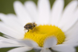 OXEYE DAISY