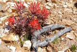 INDIAN PAINTBRUSH