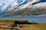 BULL MOOSE AT JACKSON LAKE