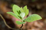 DOGWOOD LEAVES