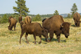 BISON COW AND CALF