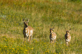 PRONGHORNS