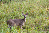 WHITETAIL DEER