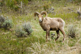 BIG HORN SHEEP