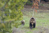 GRIZZLY AND CUB