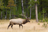 YELLOWSTONE N.P., WYOMING