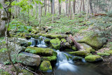 ROADSIDE STREAMS