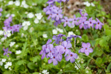 CREEPING PHLOX