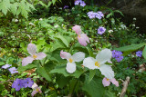 TRILLIUM