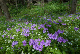 CREEPING PHLOX