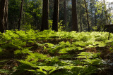 FERNS IN ROADSIDE WOODS