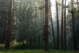 CREPUSCULAR RAYS