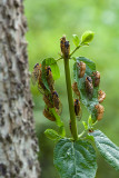 CICADAS