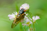 CICADAS