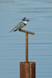 BELTED KINGFISHER.jpg