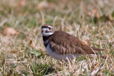 KILDEER.jpg