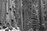 SEQUOIA NATIONAL PARK