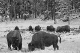BISON, YELLOWSTONE N.P.