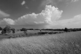 FIELD & SKY, KENTUCKY