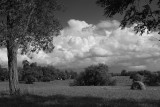 FIELD AND SKY, KENTUCKY