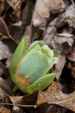 TULIP POPLAR BLOSSOM