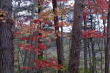 FALL COLOR