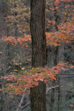 FALL COLOR ON RICH MOUNTAIN ROAD