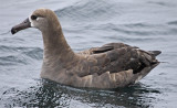 Black-footed Albatross