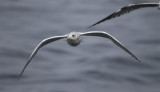 Adult Thayers Gull 4