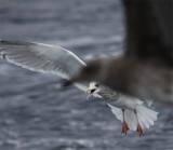 Adult Thayers Gull 6
