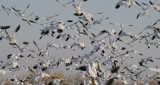 Snow Geese - Sacramento National Wildlife Refuge