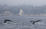 Whales & Dolphins
