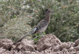 Greater Roadrunner