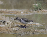 Shorebirds