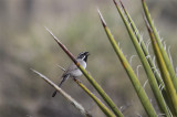 Singing Black-throated Sparrow