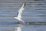 Elegant Tern post-dive