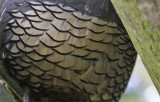 Bird Quiz Answers