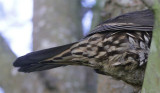 Bird Identification - Tips & Challenges
