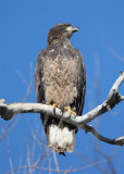 Immature Bald Eagle