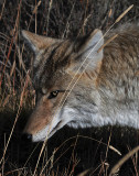Coyote in Hayden Valley