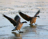 Ice Landing