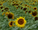 Late Bloomer Sunflower