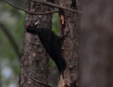 Black Woodpecker