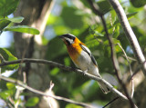 Western Spindalis