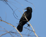 Red-shouldered Blackbird
