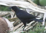 Cuban Blackbird