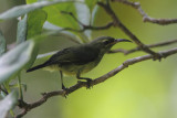 Souimanga Sunbird 